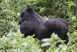  Nyiragongo DR-Kongo, Virunga Vulkane, Gorillas , by Boeckel