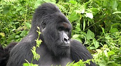 Nyiragongo 2011, Berg Gorillas Kongo, by Th. Boeckel